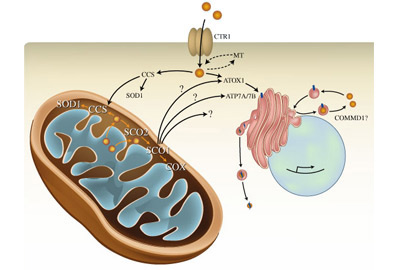 Schematic of cellular copper handing