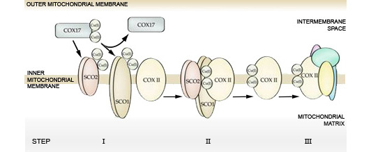 Schematic SCO-dependent mitochondrial copper delivery to COX